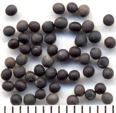 خردل سیاه - قره خردل